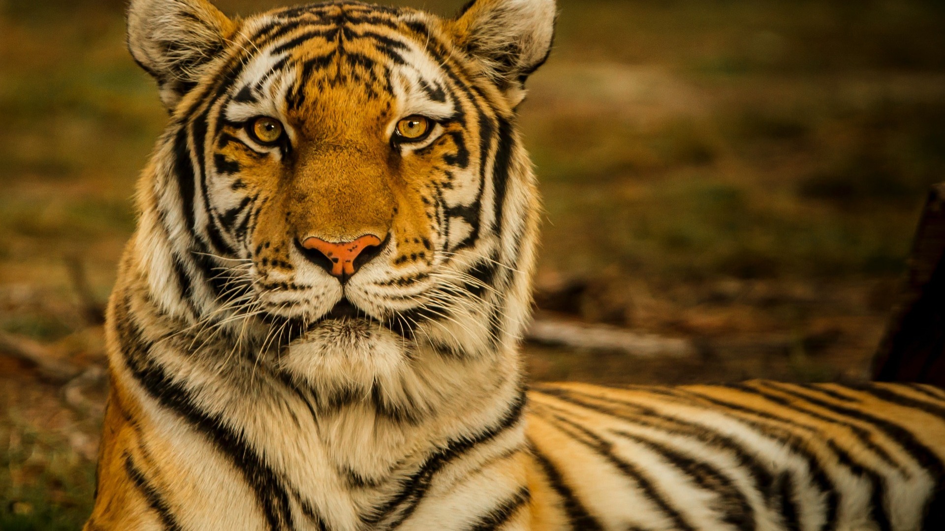 Жители Хабаровского края настолько свирепы, что напугали амурского тигра