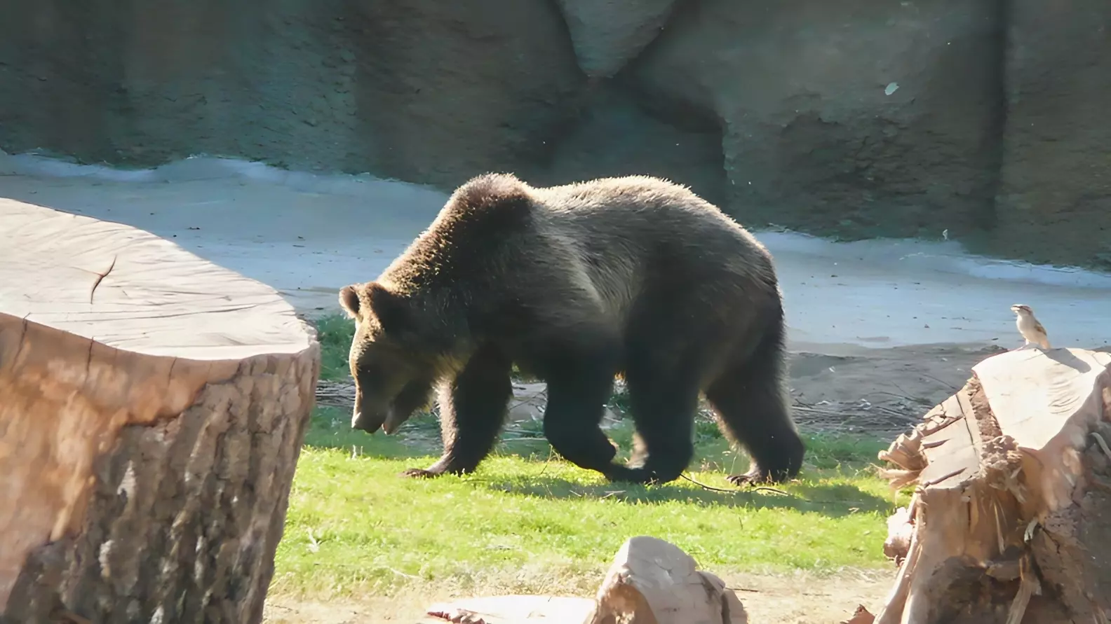 Жечь медведя экспортировали за рубеж из Хабаровского края