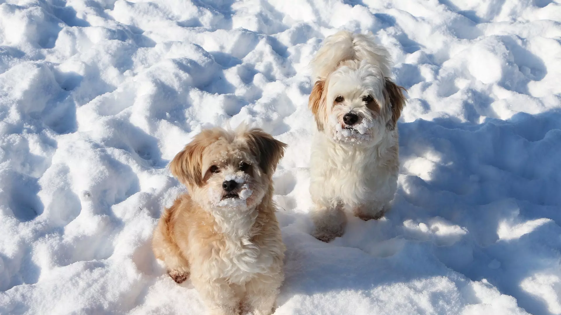 Десятки потерянных из-за новогодних салютов собак и кошек ищут в Хабаровске