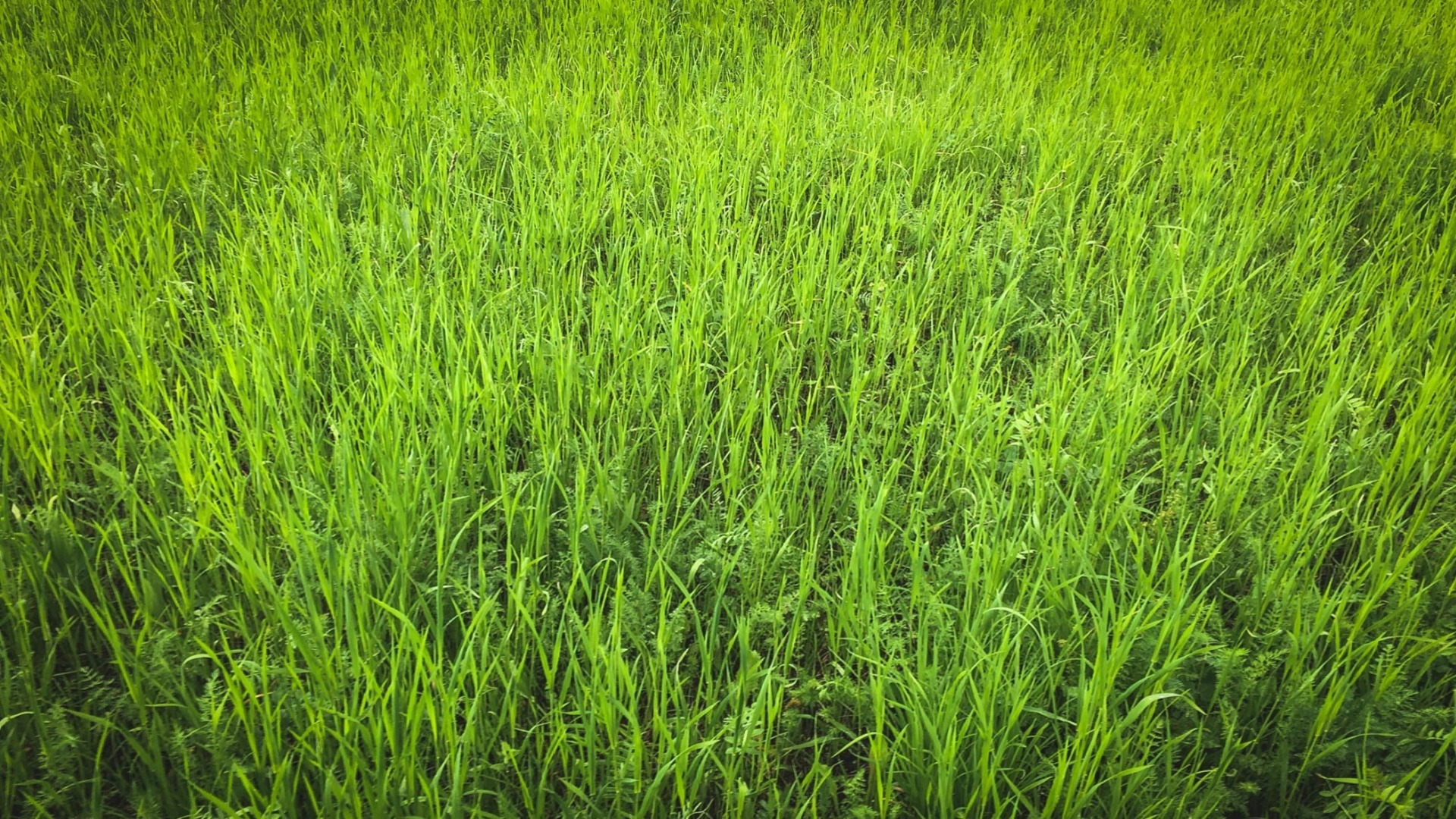 Во всех районах Хабаровска косят траву