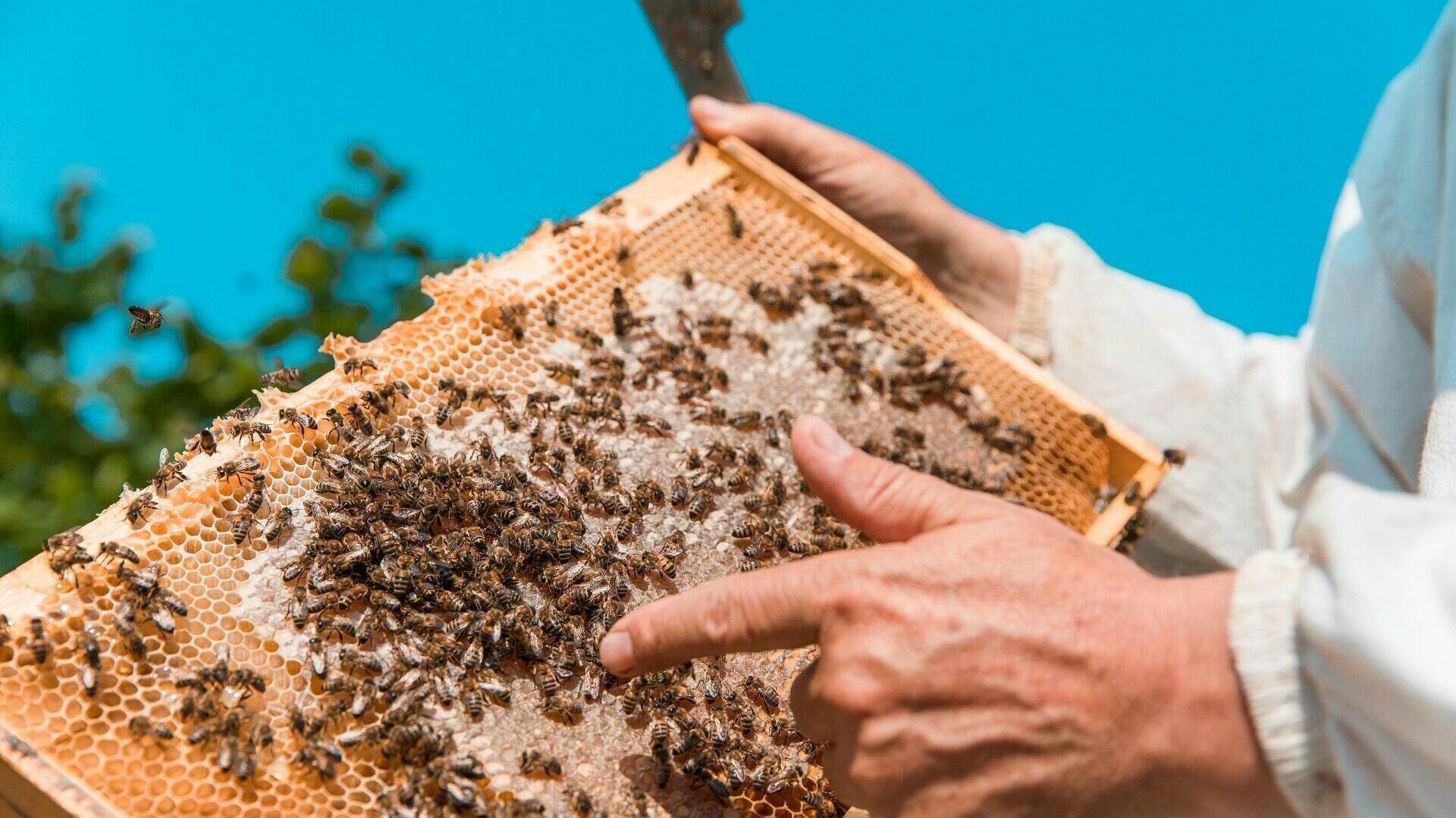 Лучшая семья пчеловодов России живет в Хабаровском крае