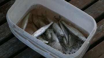 Столицу Хабаровского края проверяют на «лосося вне закона»