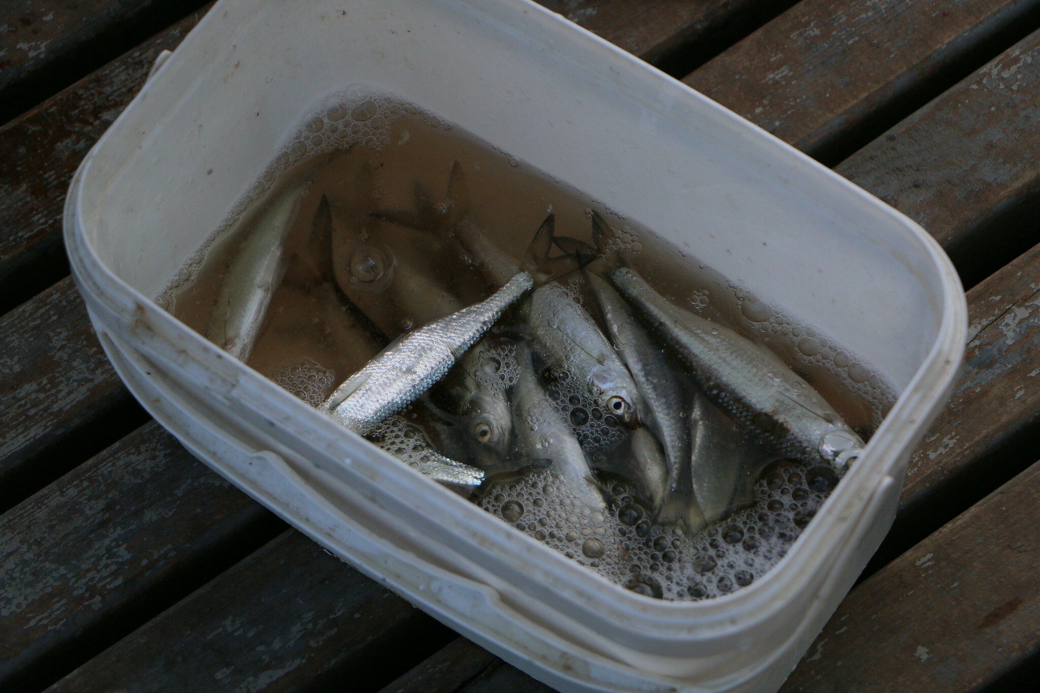 Рыба "вне закона" появилась на рынках и дорогах Хабаровска