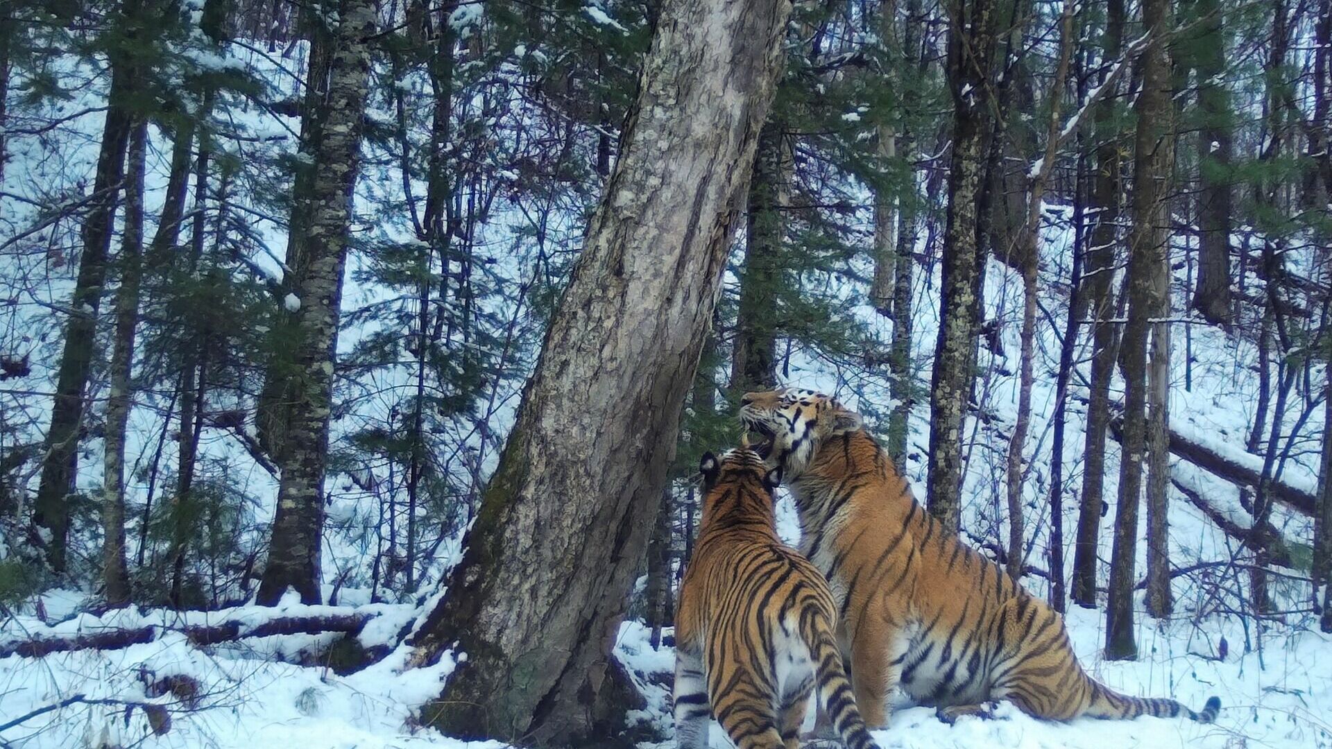 Количество тигров увеличилось втрое на заповедной территории в Хабаровском крае