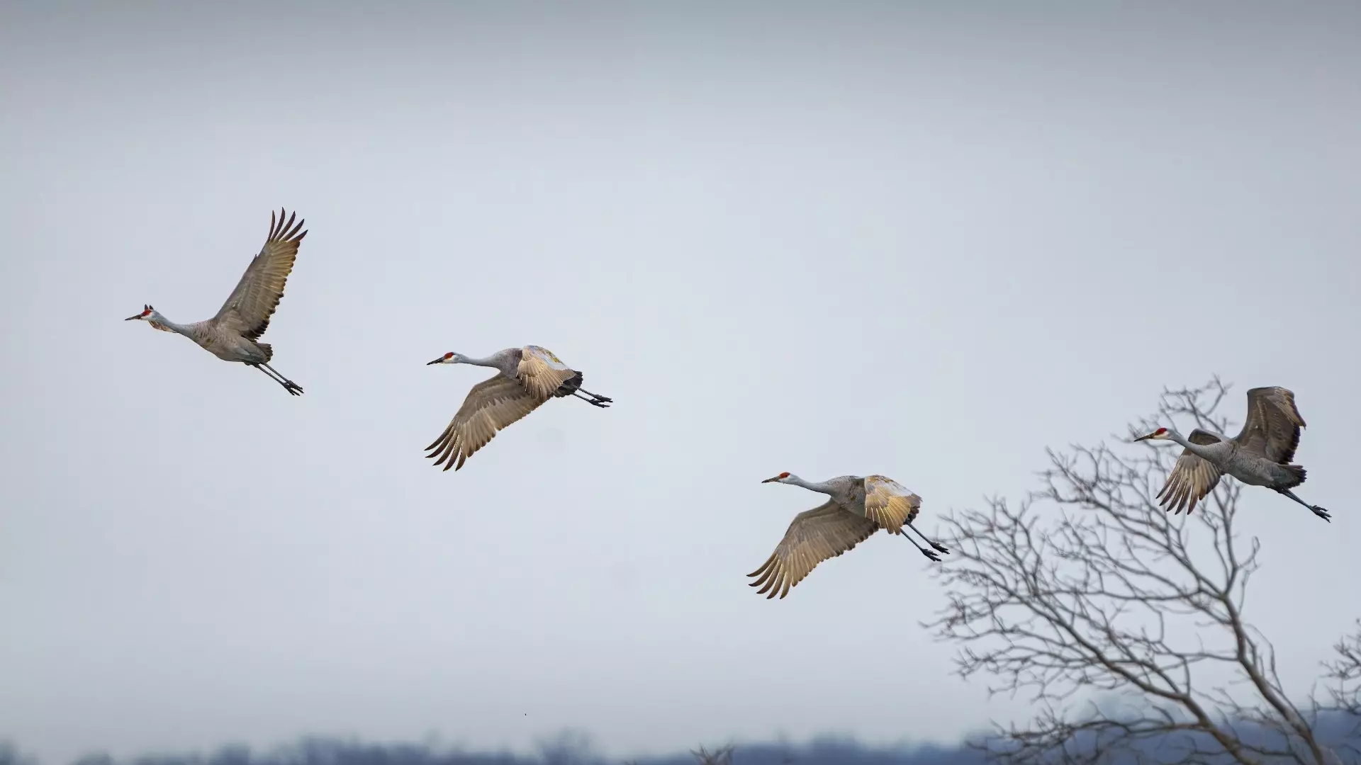 Перелетные птицы возвращаются в Хабаровский край