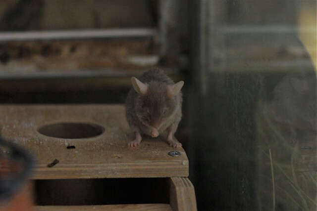 Мыши и крысы заполонили Хабаровск