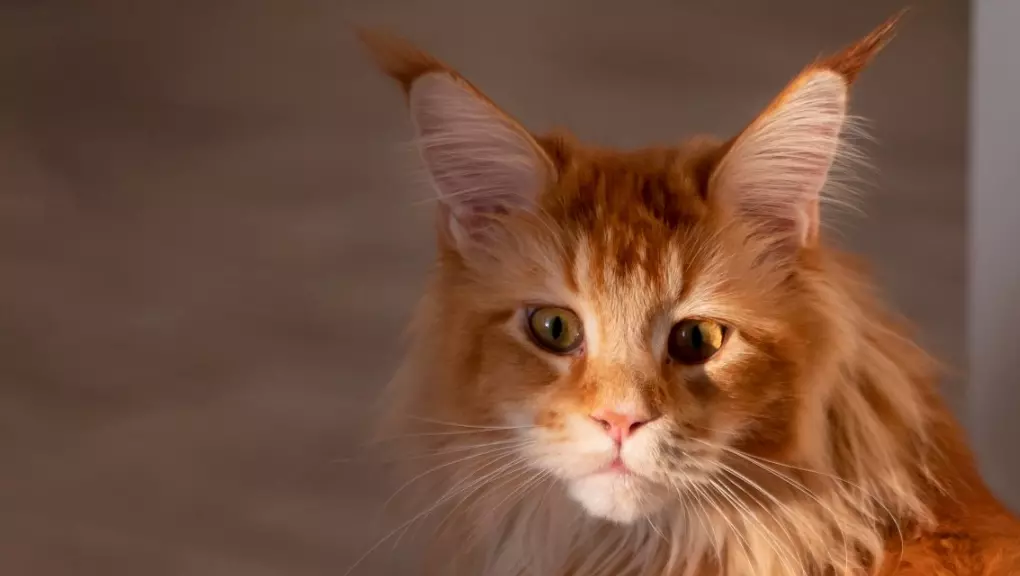 Хабаровский ветеринар объяснил почему кошки делают тыгыдык