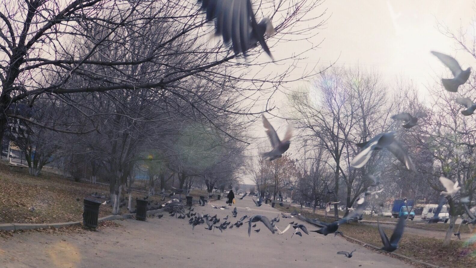 «И крыльцо, и лестницы, и плитку»: голуби загадили центр Улан-Удэ