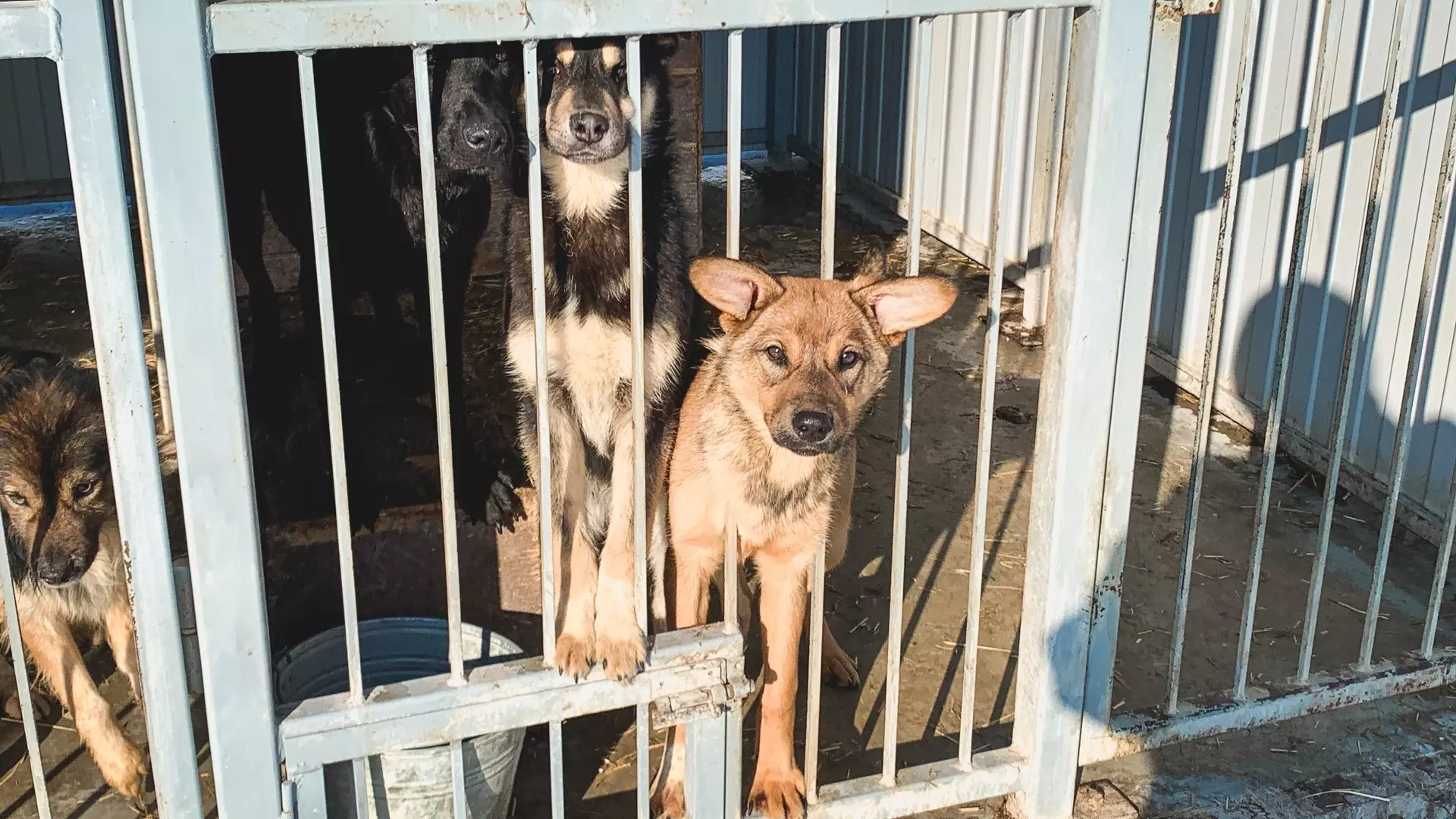 Собак на самовыгуле отправят в приют в Хабаровске