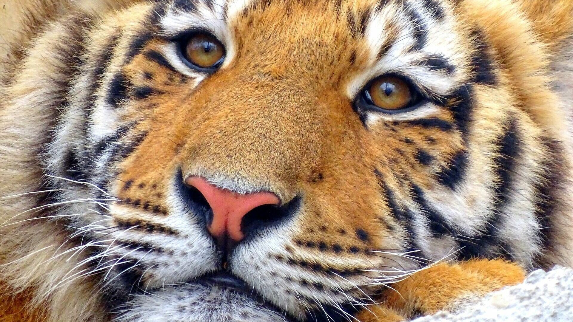 Конфликтную тигрицу поймали в Хабаровском крае