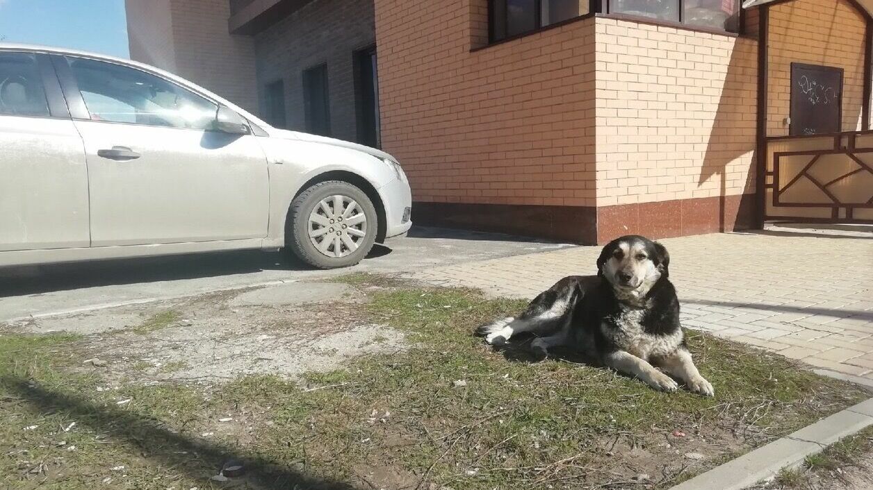 «Угрозы не помогают»: домашняя собака терроризирует жителей дома в Улан-Удэ