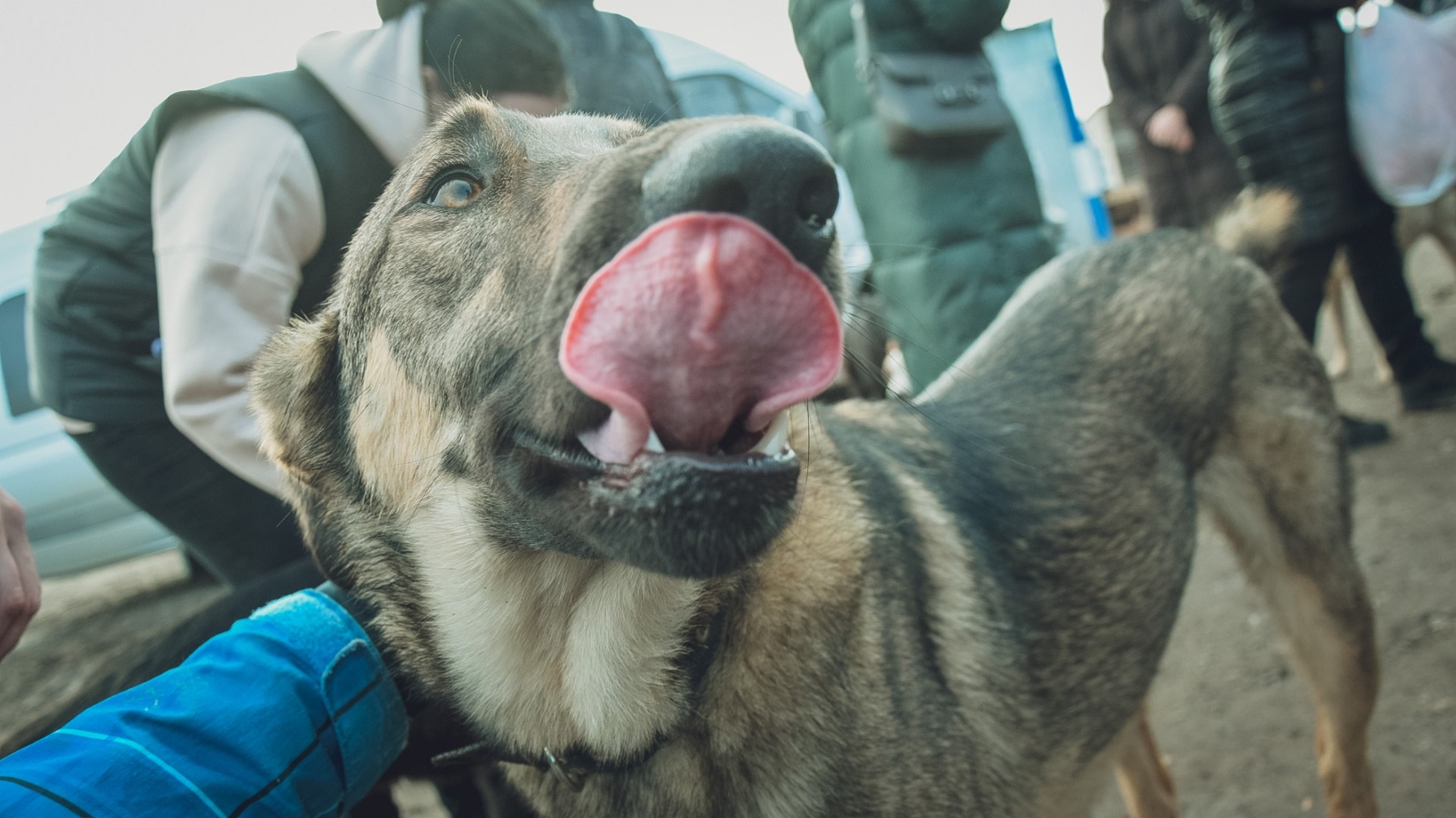 Спасти одноглазого пса после жизни с живодером пытаются в Хабаровске