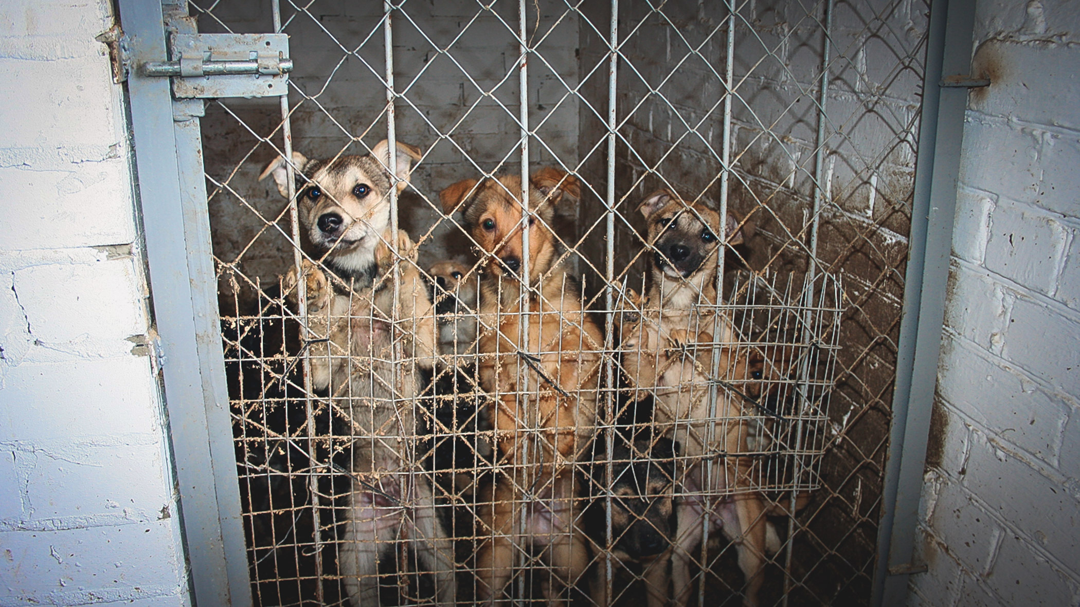 Тридцать собак пожизненно содержатся в приюте за счет мэрии Хабаровска