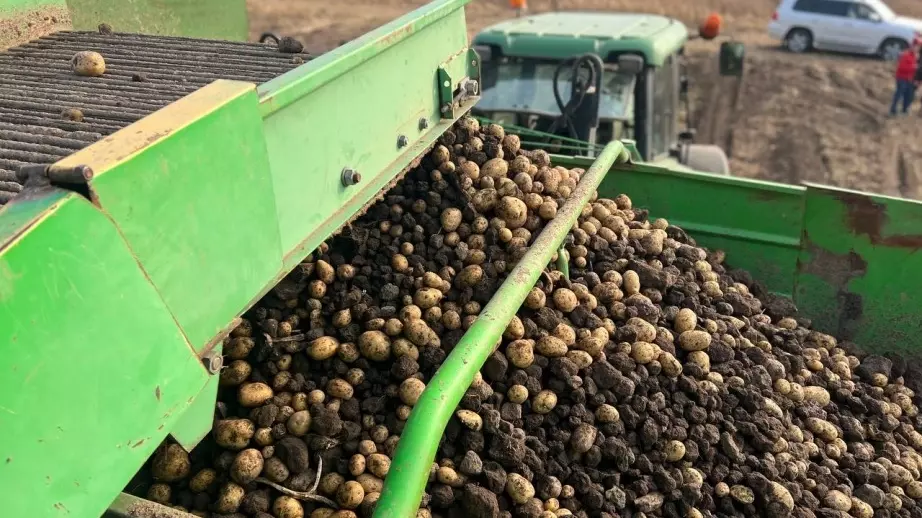 Уборка картофеля завершается в Хабаровском крае