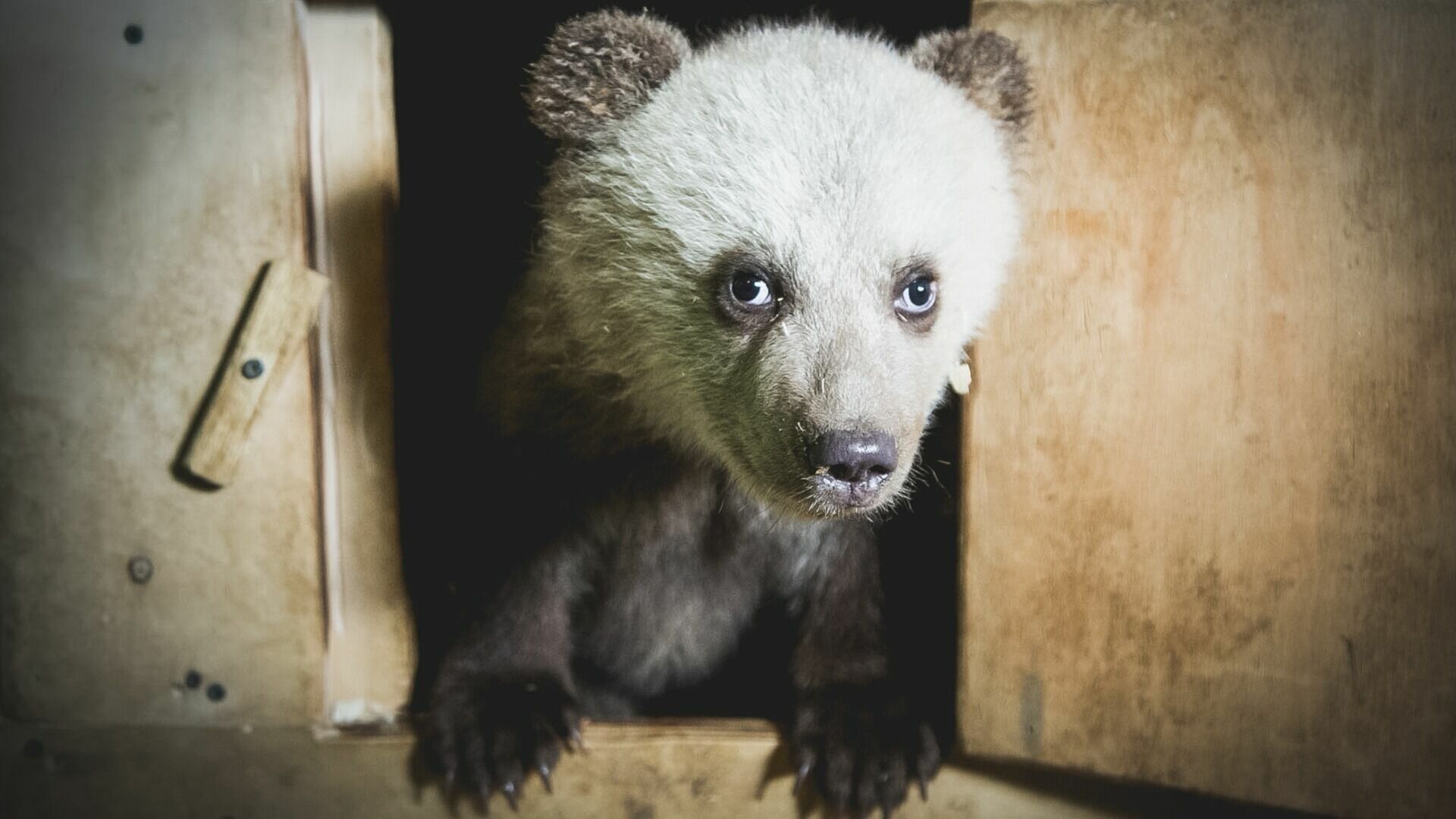 Гималайского медвежонка в коробке подкинули в зооцентр в Комсомольске-на-Амуре