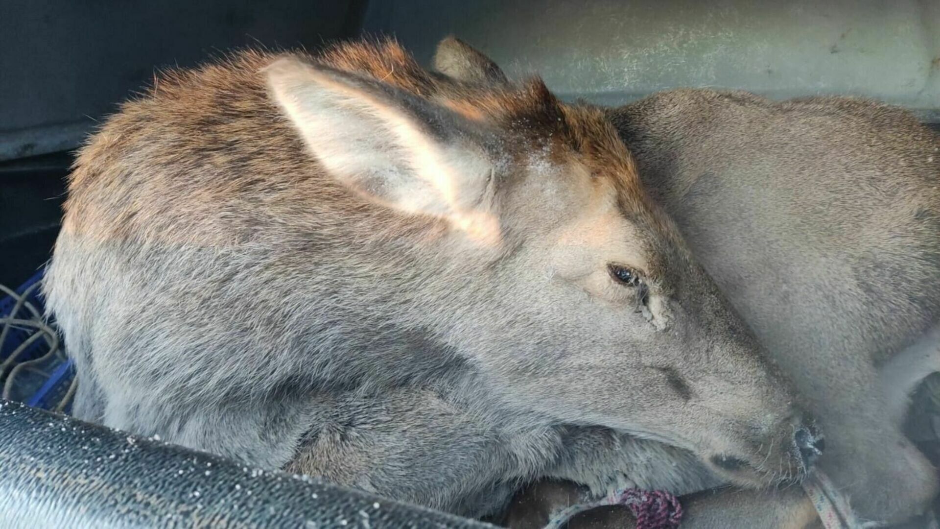 Самка изюбря погибла от рук браконьеров в Хабаровском районе