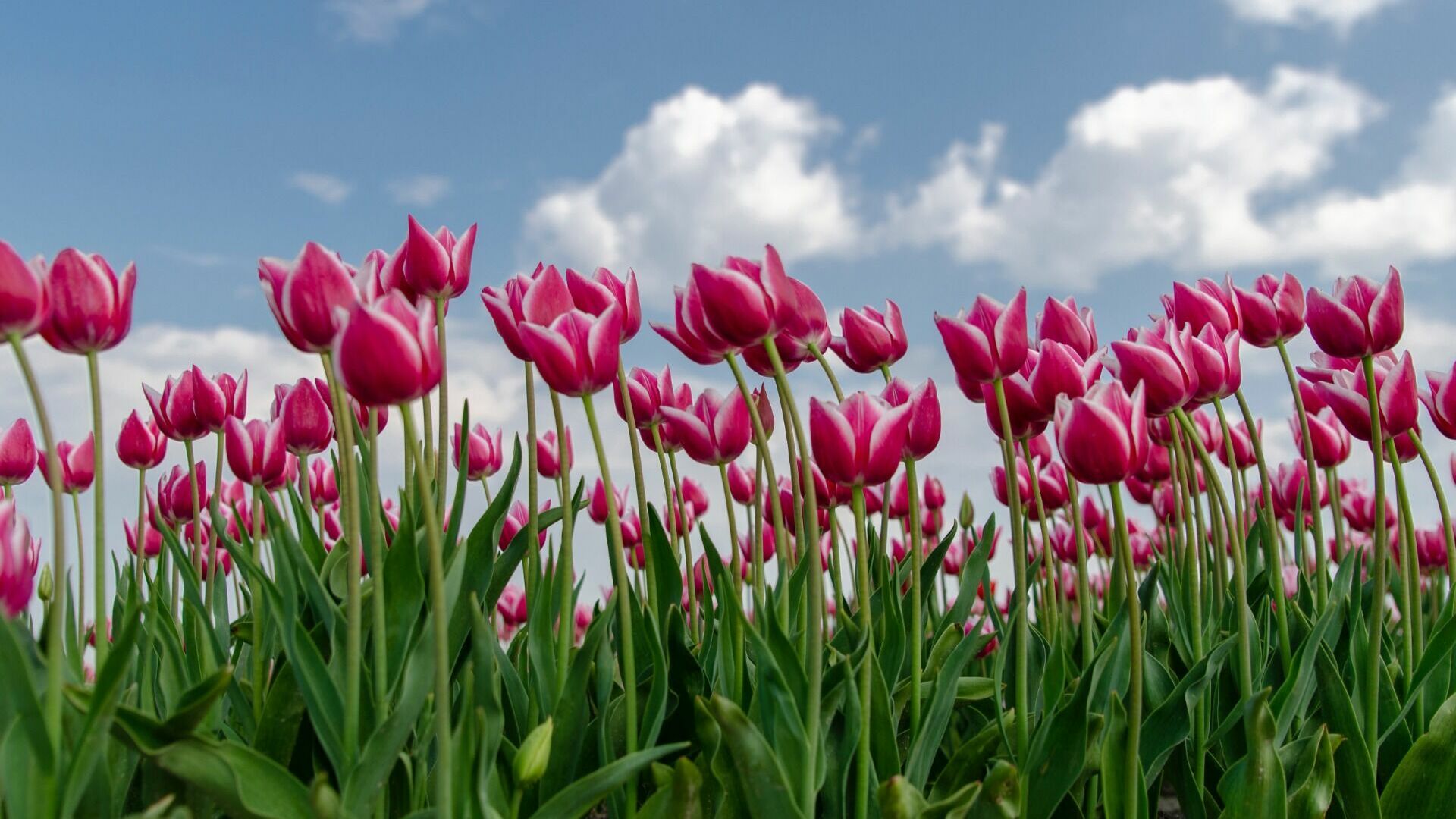 15 тысяч голландских тюльпанов вырастили в Хабаровске к 8 марта