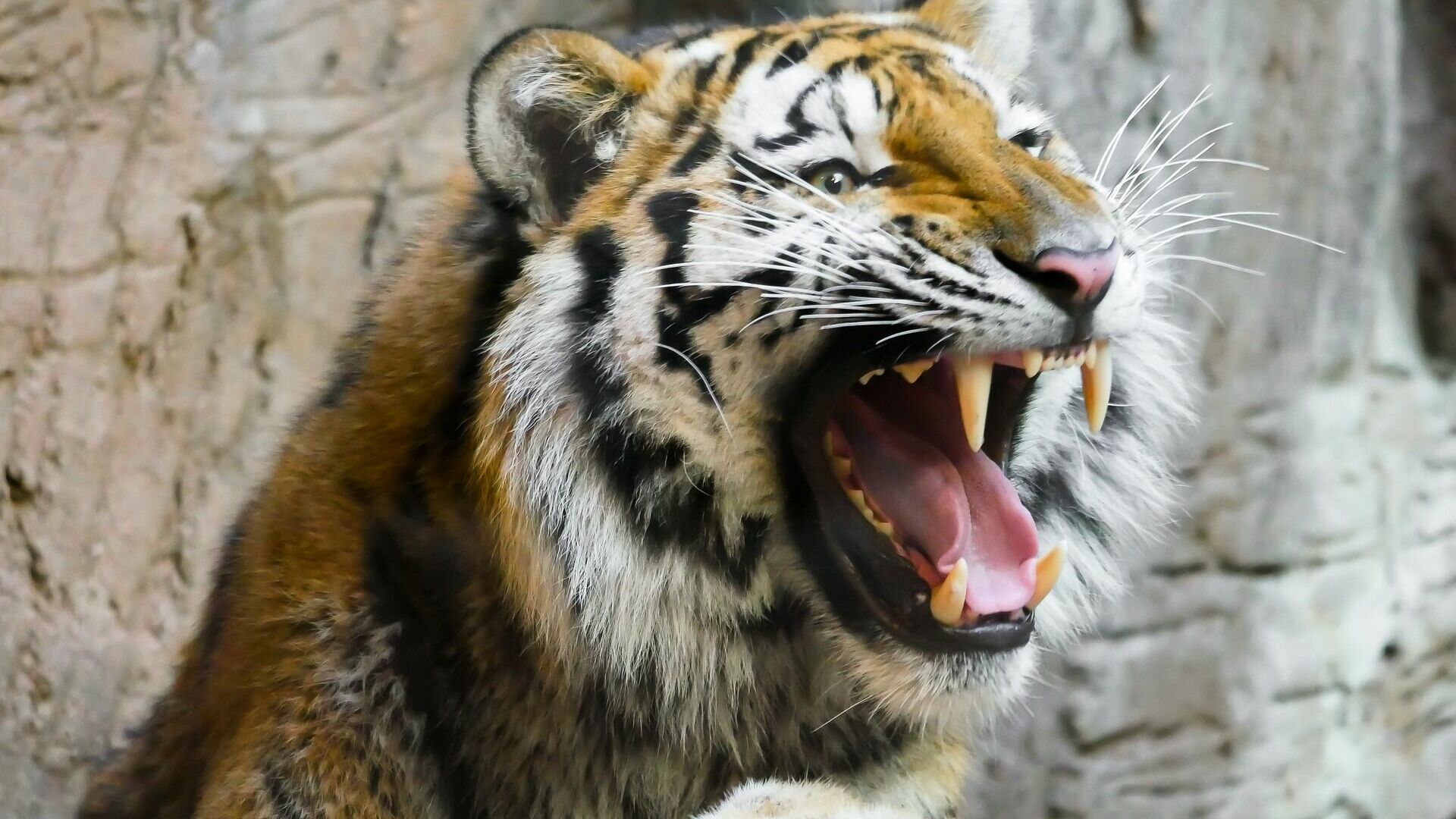 Пять жалоб на тигров поступили к охотоведам из трёх селений Хабаровского края