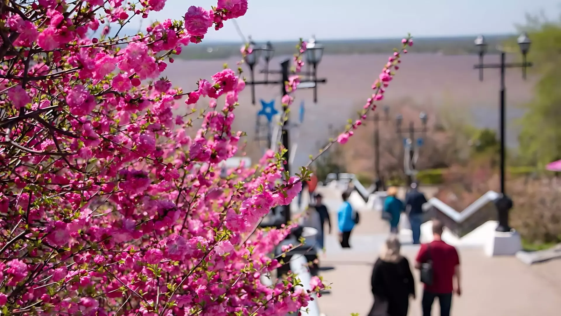 Цветение и благоухание ожидается этой весной в Хабаровске