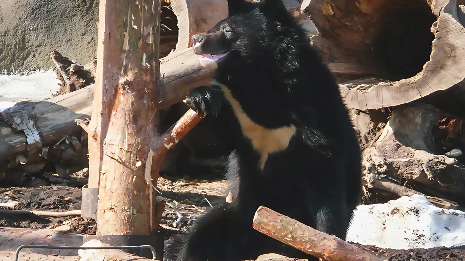 Медведица Шурочка проснулась в зооцентре Комсомольска-на-Амуре