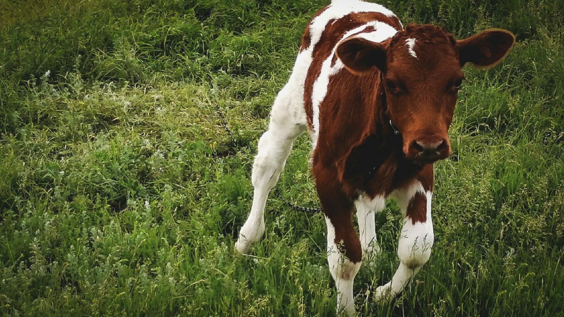 Владельцы личных хозяйств отказались вакцинировать коров в Комсомольском районе