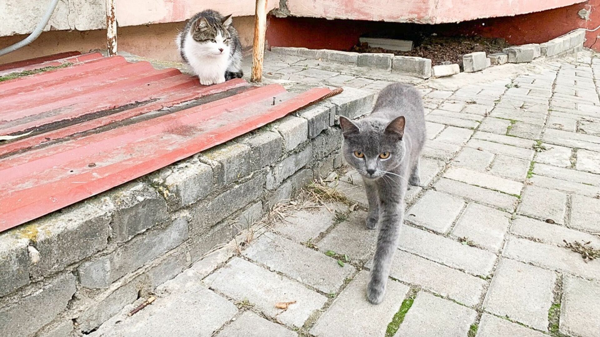 «Полная антисанитария»: жителей бурятского села одолели кошки