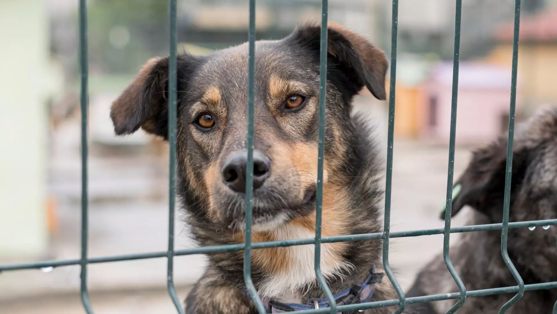 Сытые собаки загрызли человека: решат ли проблему агрессивных собак в Хабаровске