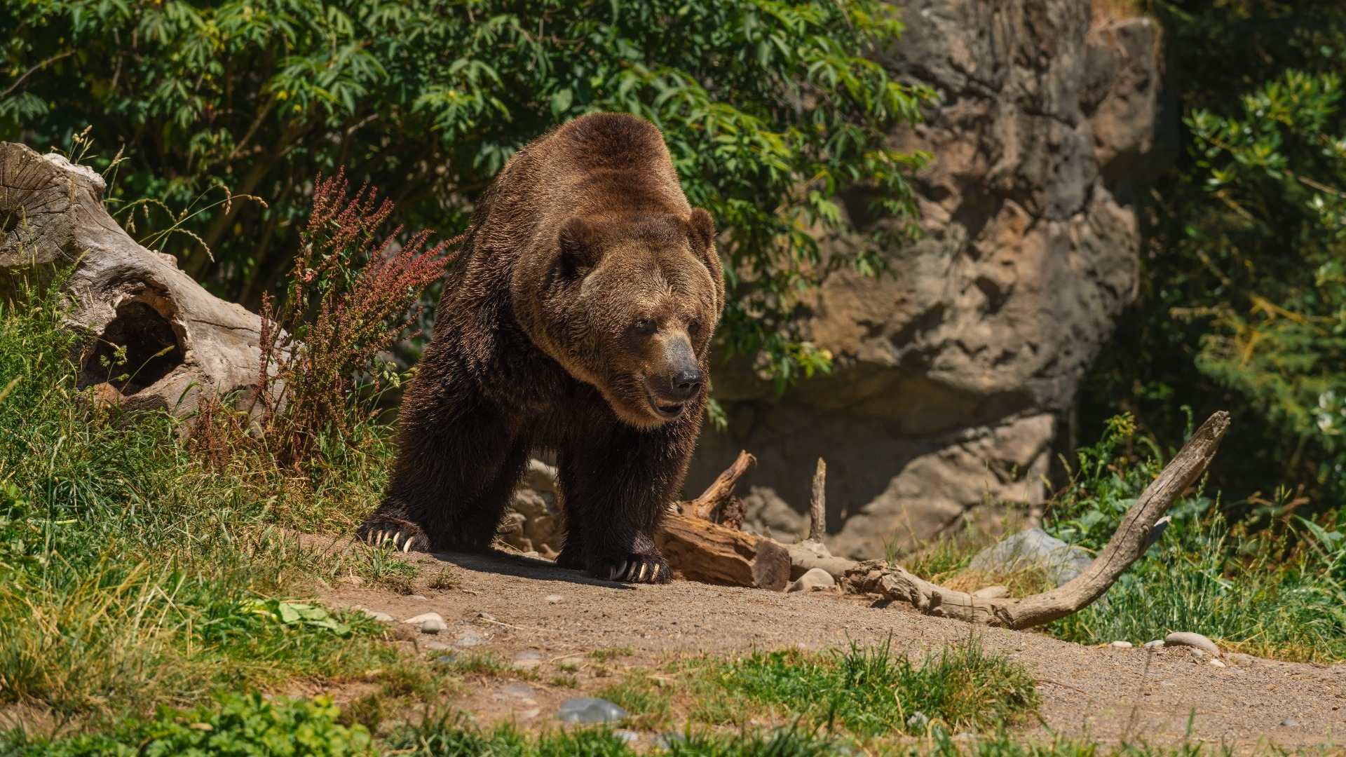 Бурые медведи идут кормиться к людям в Хабаровском крае