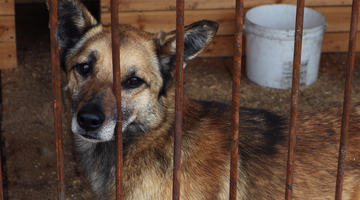 Породистого пса, который провалился в глубокий колодец, спасли в Хабаровске