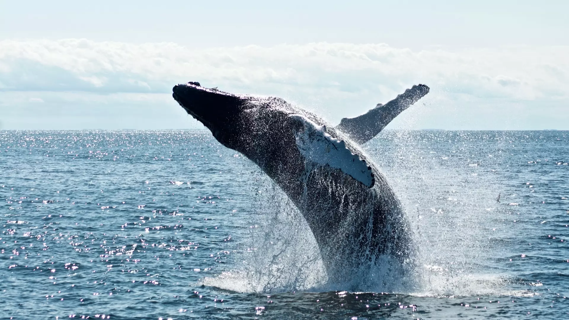 Гренландских китов заставили летать в Хабаровском крае