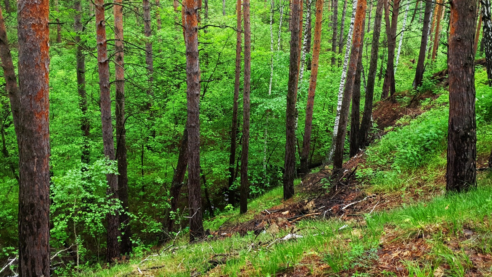 Хабаровский край входит в ТОП-10 по искусственному лесовосстановлению в России