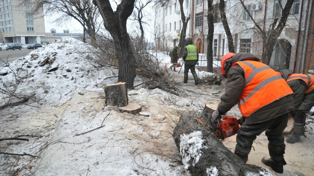 Санитарную резку деревьев проводят в Хабаровске