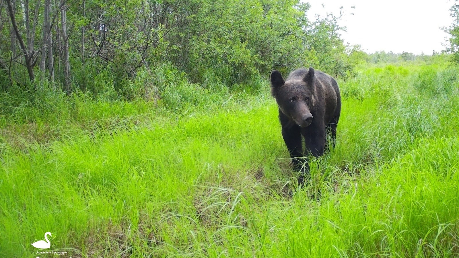 Рысь, лисица и медведь попали в объективы камер в заповеднике Хабаровского края