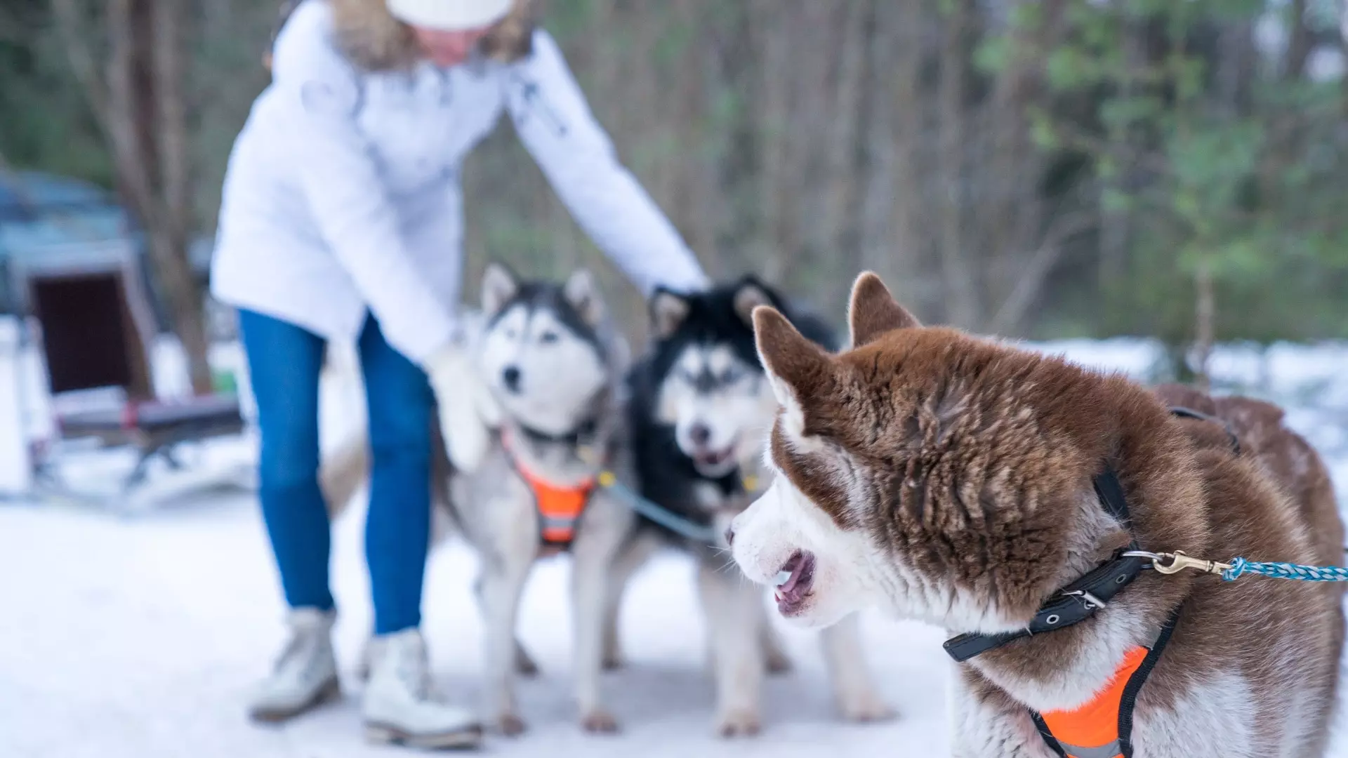 Чемпионат Комсомольска по ездовому спорту на собаках стартует в Комсомольске-на-Амуре