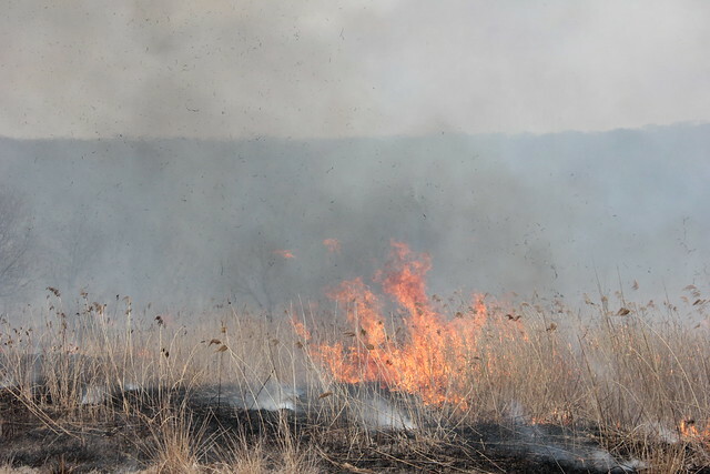 Леса Хабаровского края до сих пор горят