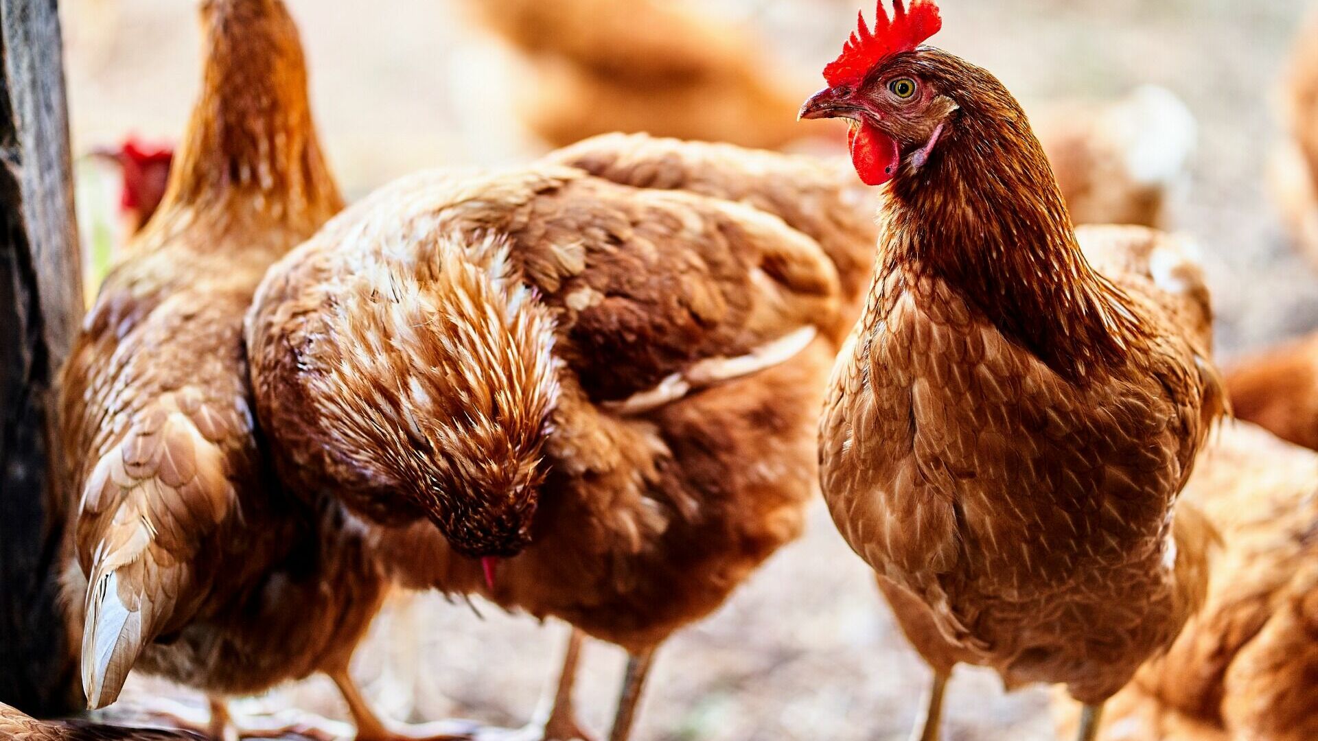 На птицефабрике Комсомольска-на-Амуре подтвердился птичий грипп