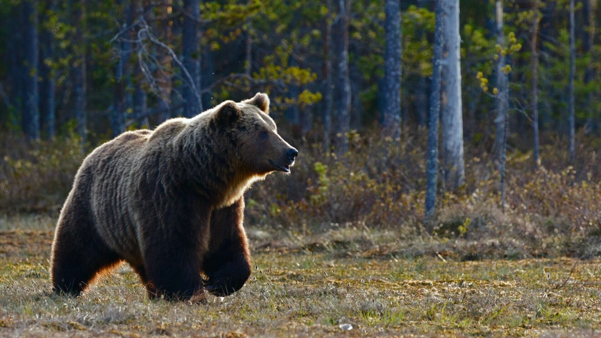 Медведи проиграли битву тиграм в Хабаровском районе
