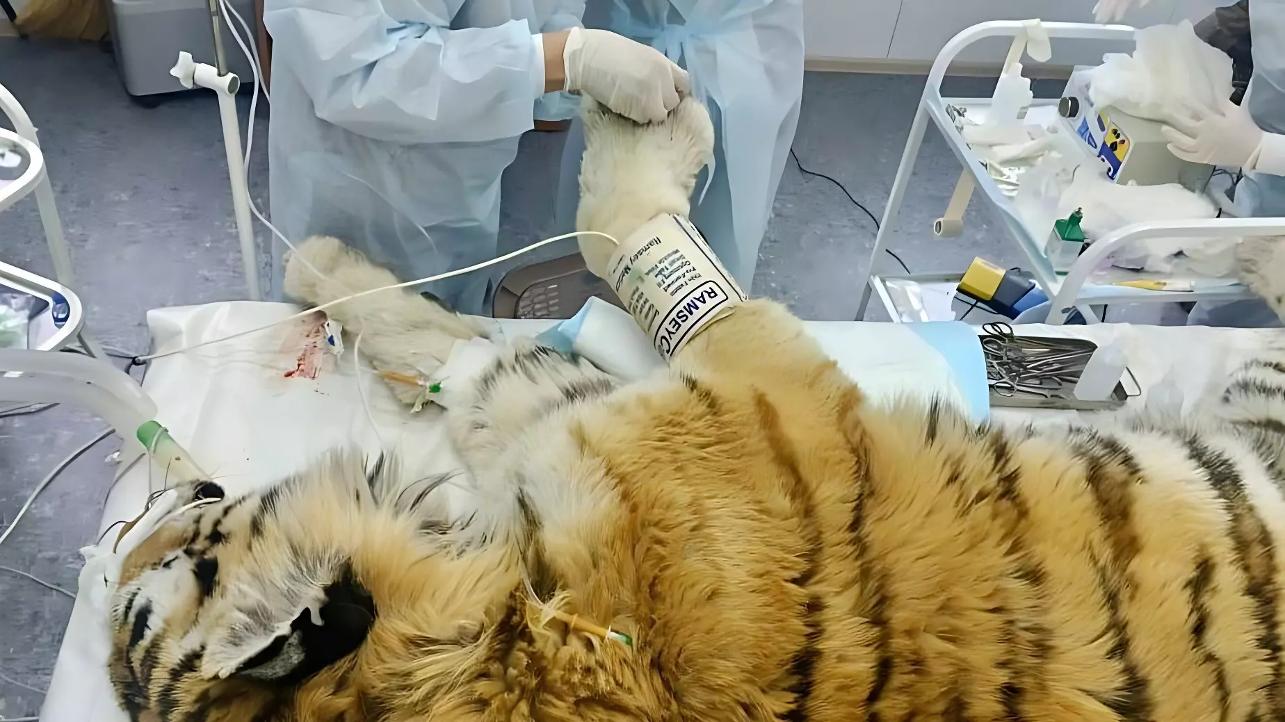 Ампутацию пальца провели тигру, отловленному в Хабаровском крае