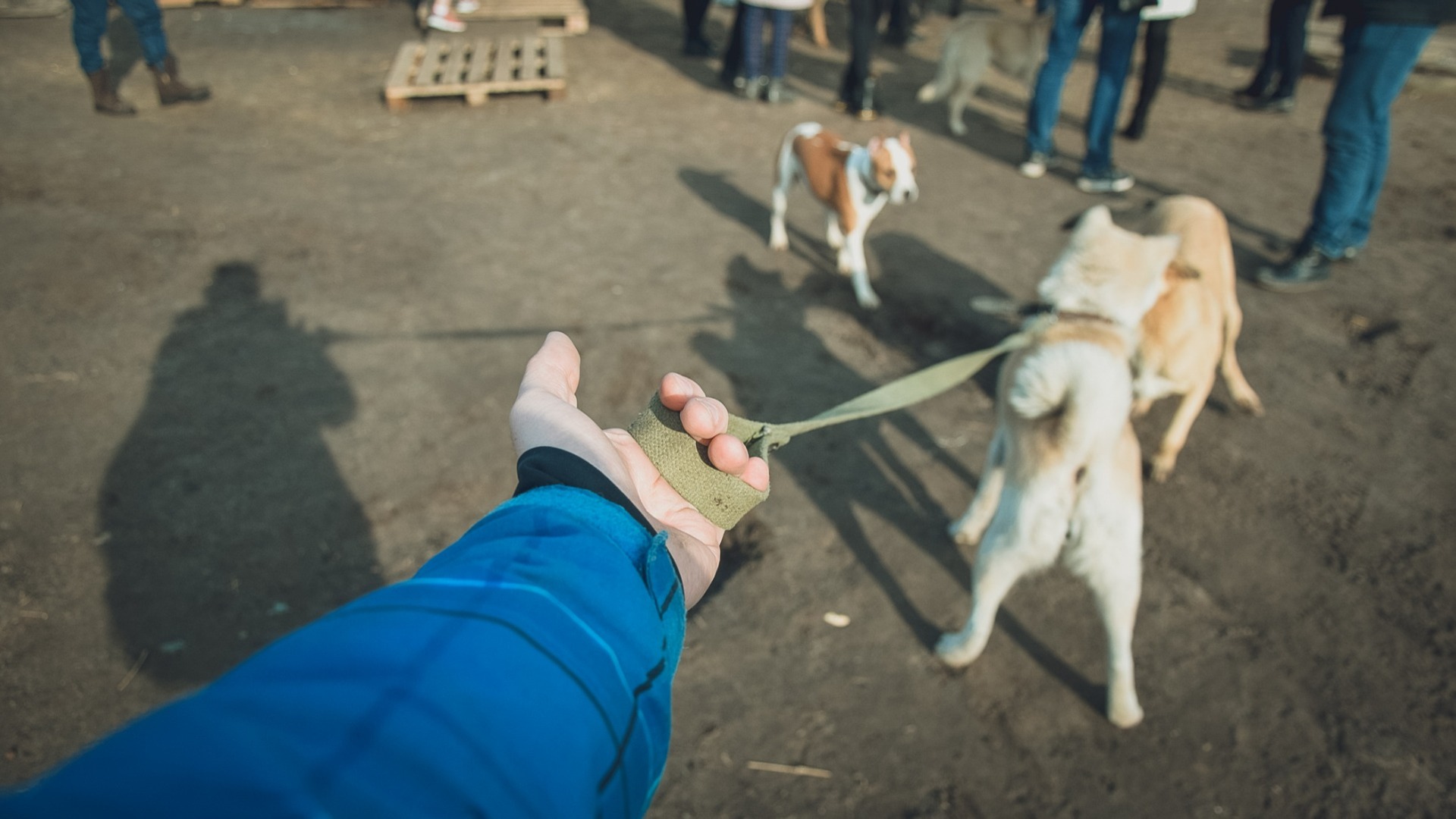 Собаку-узника выбросили на улицу после двухнедельного заточения в Хабаровске