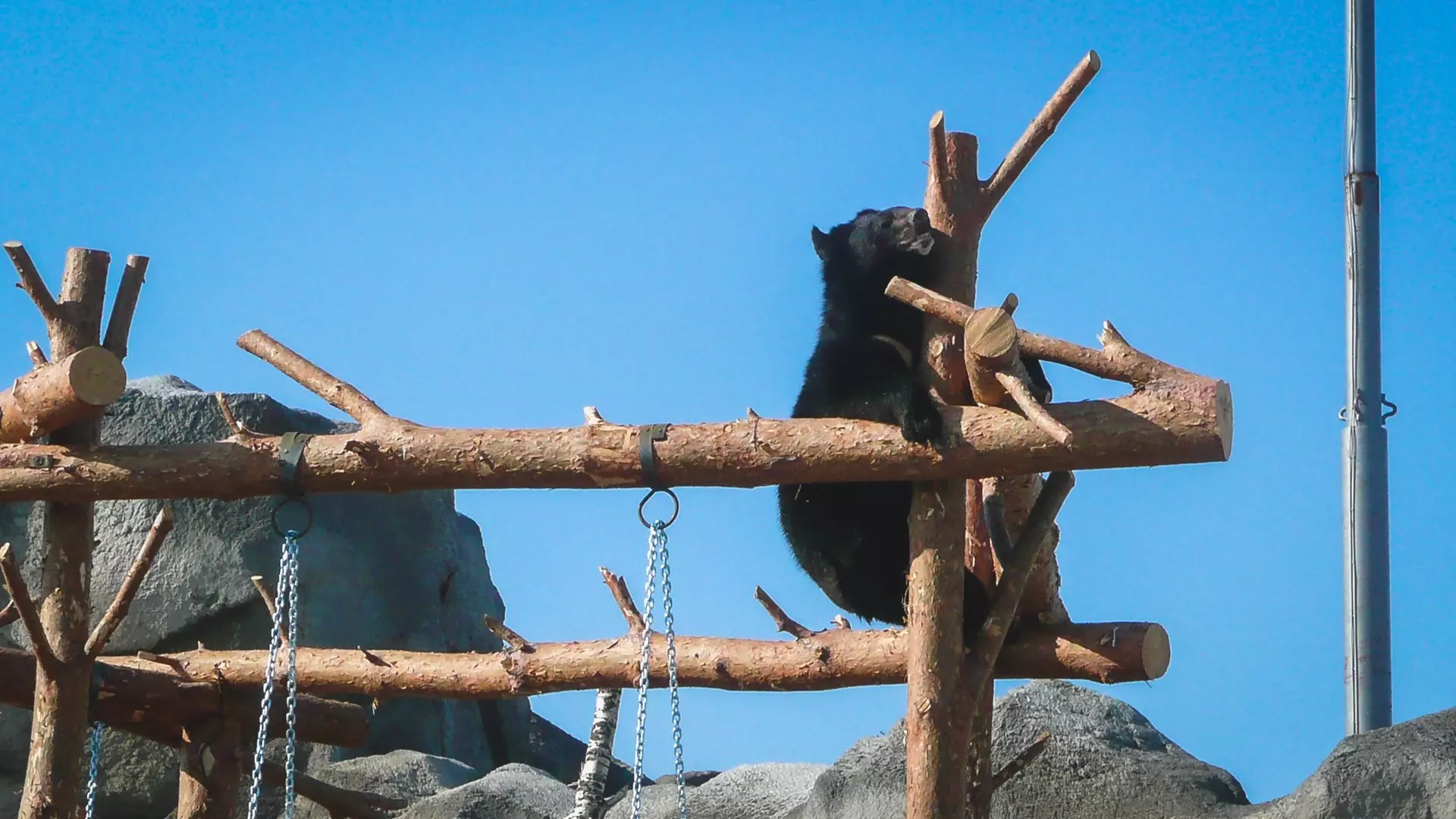 День пробуждения медведя отметят в Комсомольске-на-Амуре