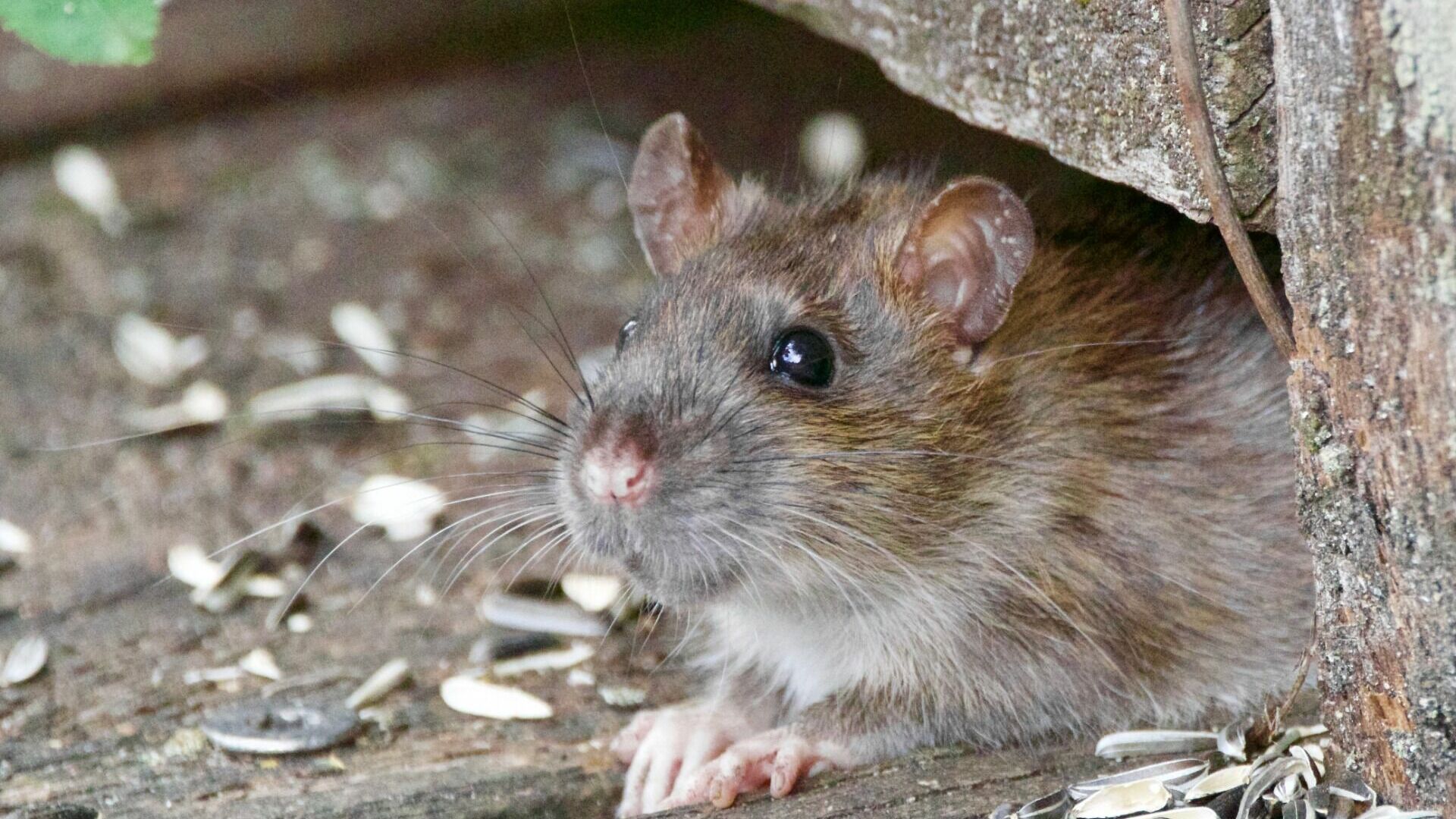 Война с крысами начинается в Хабаровске