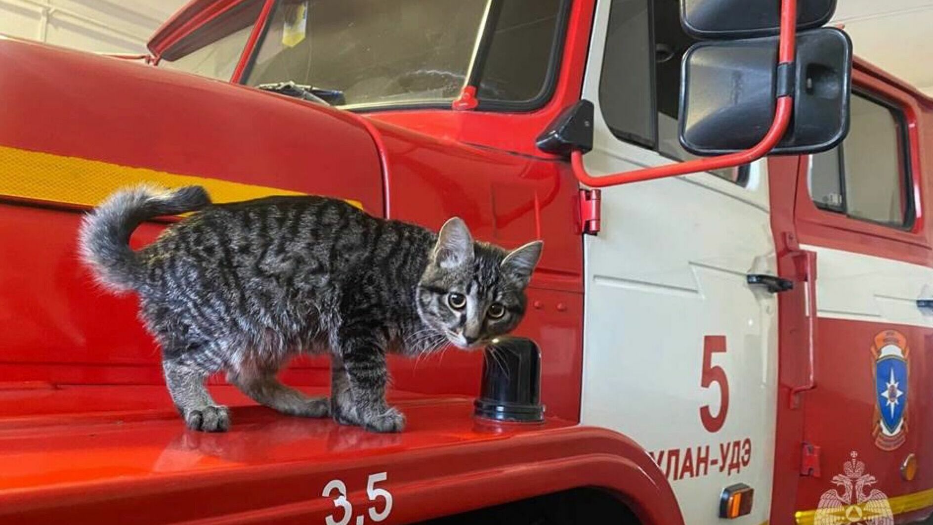 «Прятался от морозов»: котенка спасли пожарные в Улан-Удэ
