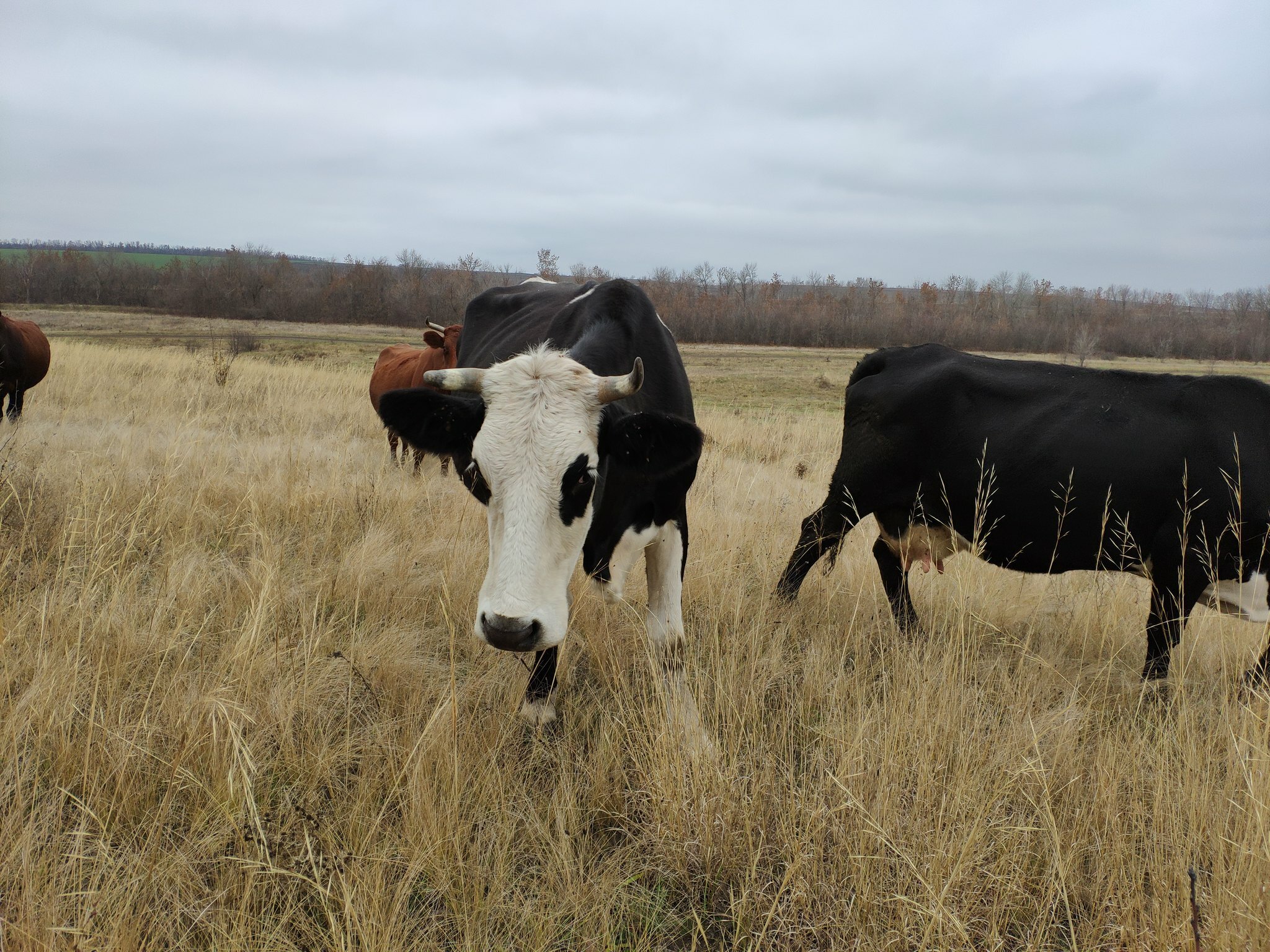 Коровы Хабаровского края стали меньше давать молока