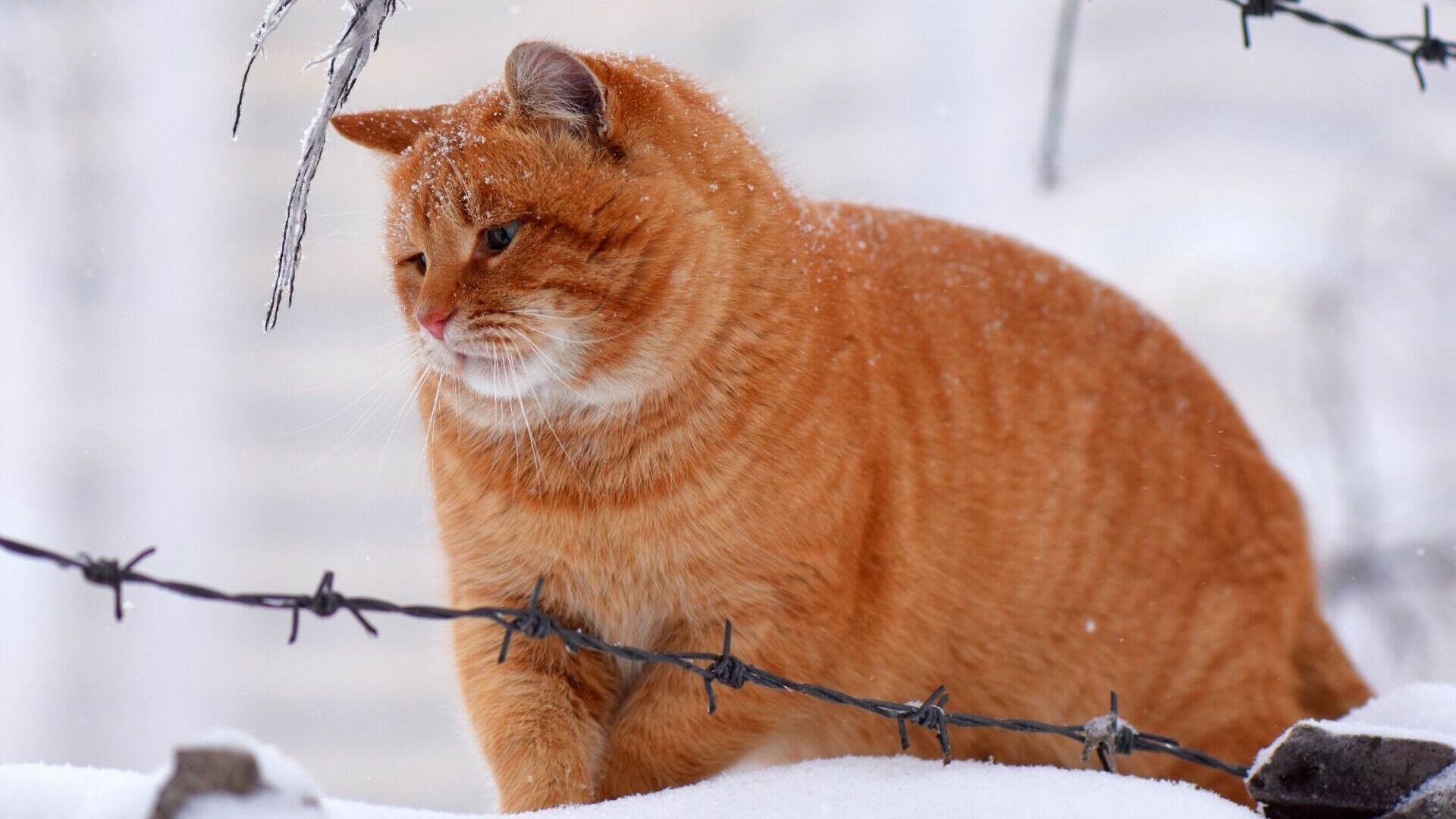 Два десятка кошек оставили погибать на морозе в Хабаровском районе